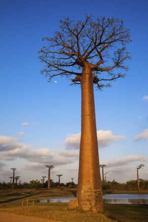 Alej baobabů
